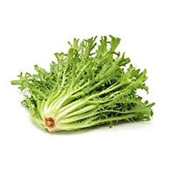 CHICORIA UND