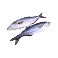 ANCHOVA INT 500A700G LAGURAS
