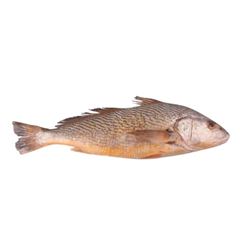 CORVINA INTEIRO 1A2KG LAGUBRAS KG