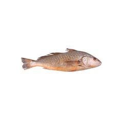 CORVINA INT 1A2KG SOUSA KG