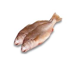 CORVINA INT 1A2KG NUTRIPEIXE CX15KG