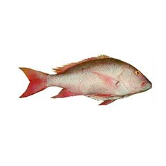 CIOBA (PARGO) EVISCERADO 0,9A1,8 PRIMECAIXA 20KG