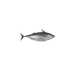 BONITO INTEIRO 3A5KG SOUZA CAIXA 17KG